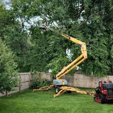 How Our Tree Care Process Works  in  Grand Terrace, CA