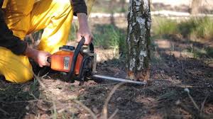 Reliable Grand Terrace, CA Tree Services Solutions